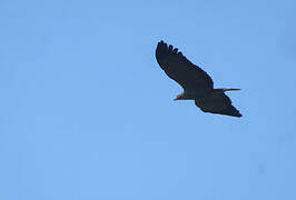 African Harrier-Hawk