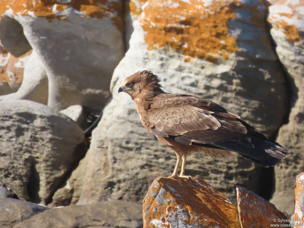 Gymnogène d'Afriqueimmature