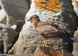 African Harrier-Hawk