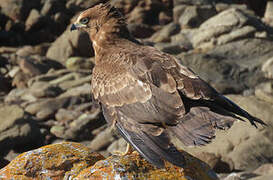 African Harrier-Hawk