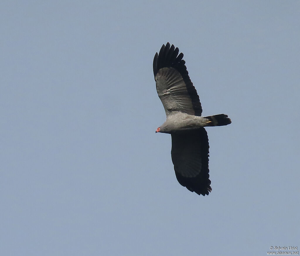 African Harrier-Hawkadult