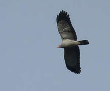 African Harrier-Hawk