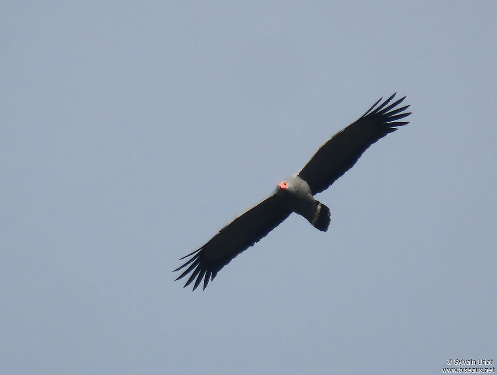 African Harrier-Hawkadult