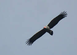 African Harrier-Hawk