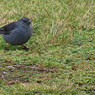 Haplospize gris-de-plomb