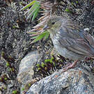 Haplospize gris-de-plomb