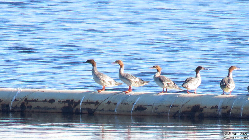 Common Merganser