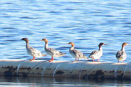 Common Merganser