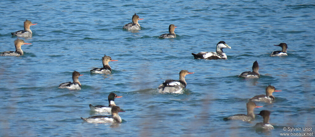 Red-breasted Merganser