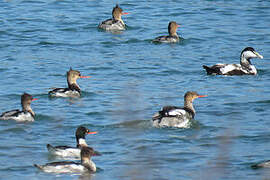 Red-breasted Merganser