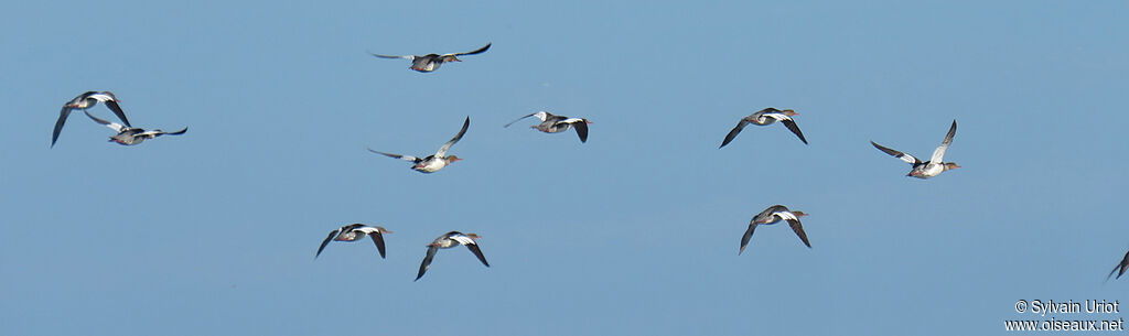 Red-breasted Merganser