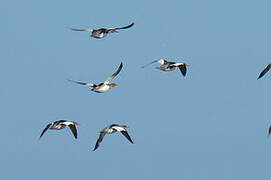 Red-breasted Merganser