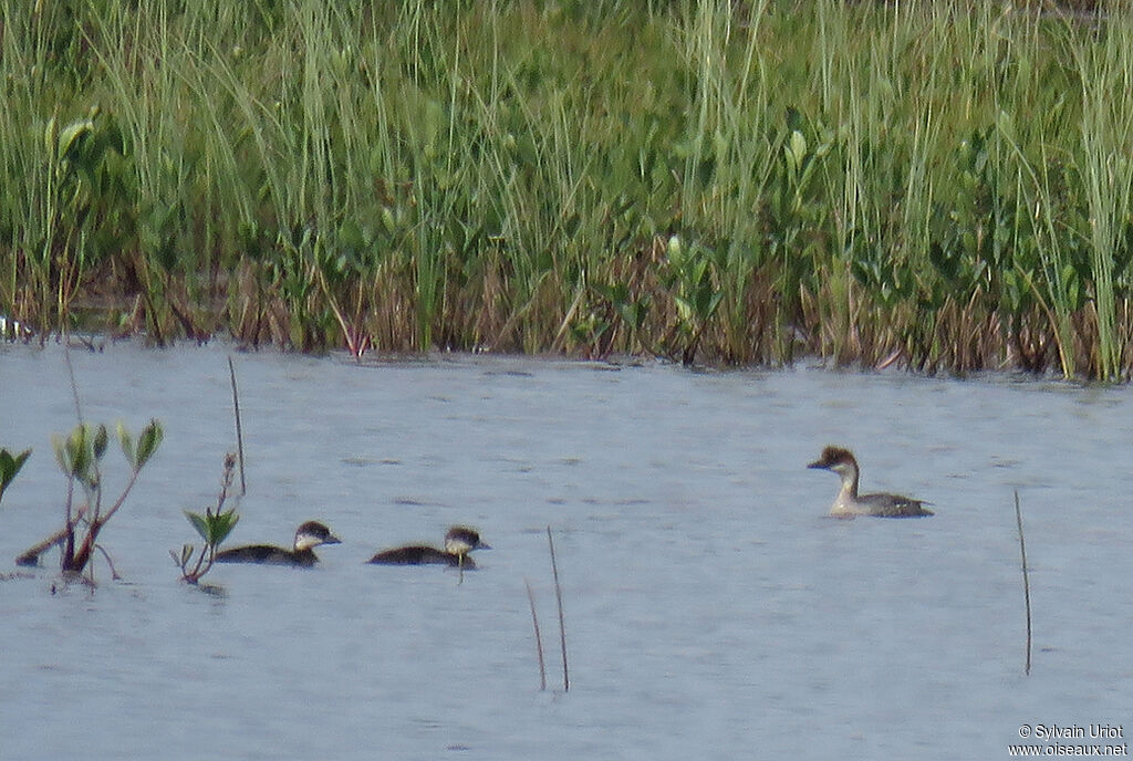 Smew