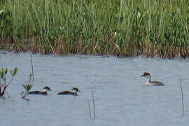 Smew