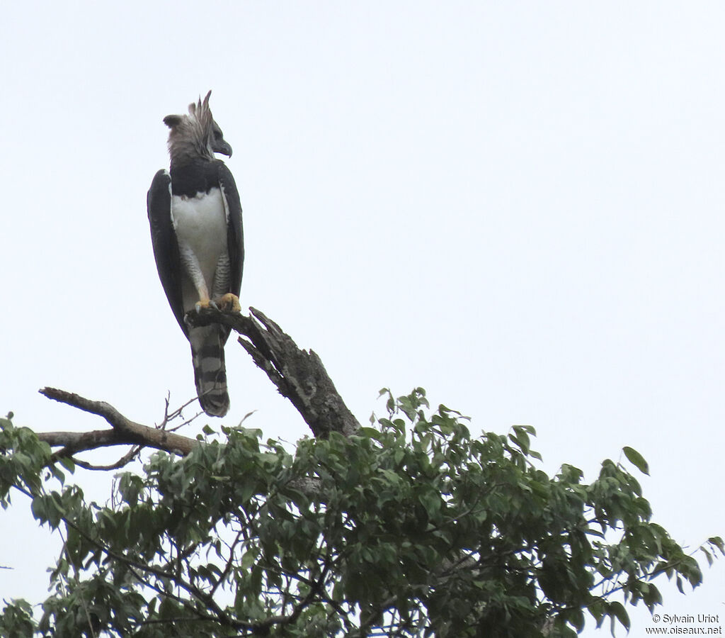 Harpy Eagle male adult