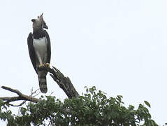 Harpy Eagle