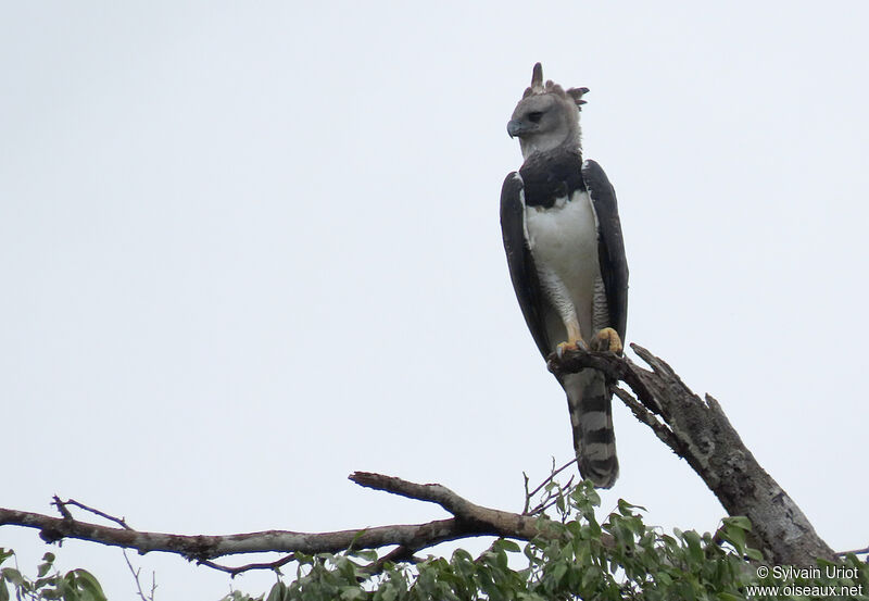 Harpy Eagle male adult
