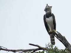 Harpy Eagle