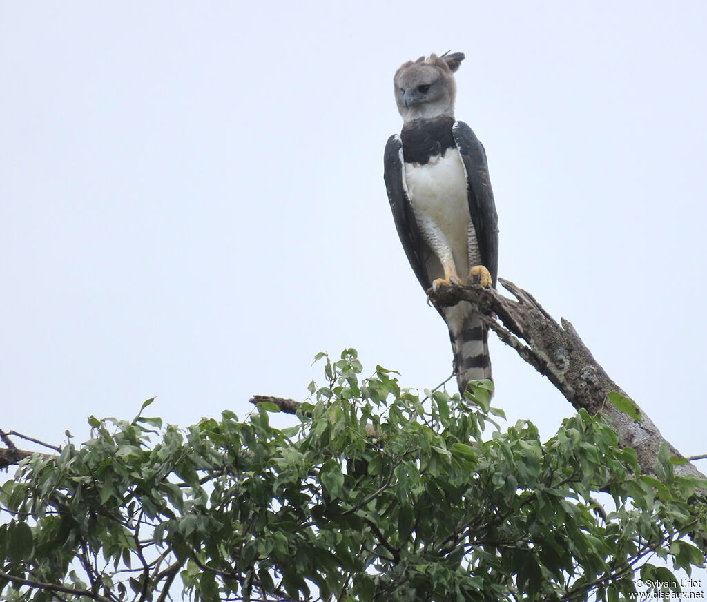 Harpy Eagle