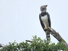 Harpy Eagle