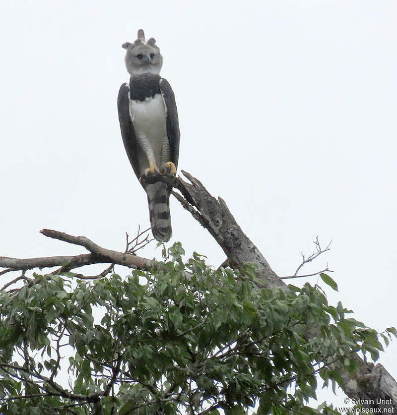 Harpy Eagle Bird Top 10 Biggest Eagles In The World - skaterhoodies