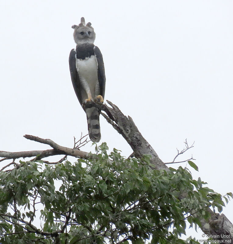 Harpy Eagle male adult