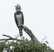 Harpy Eagle