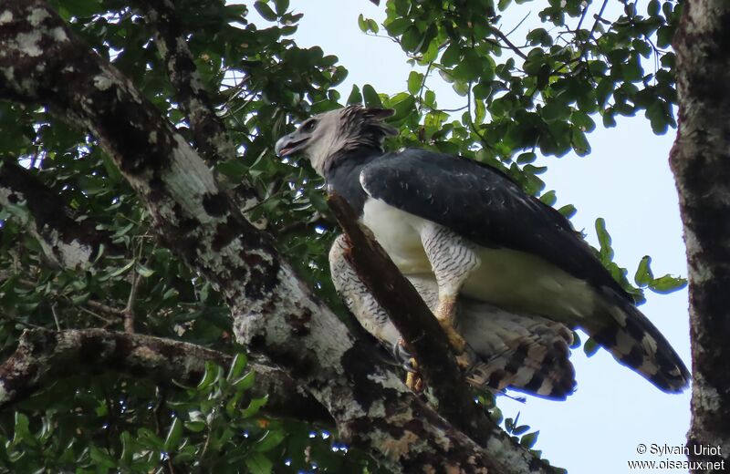 Harpy Eagle female adult