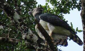 Harpy Eagle