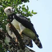 Harpy Eagle