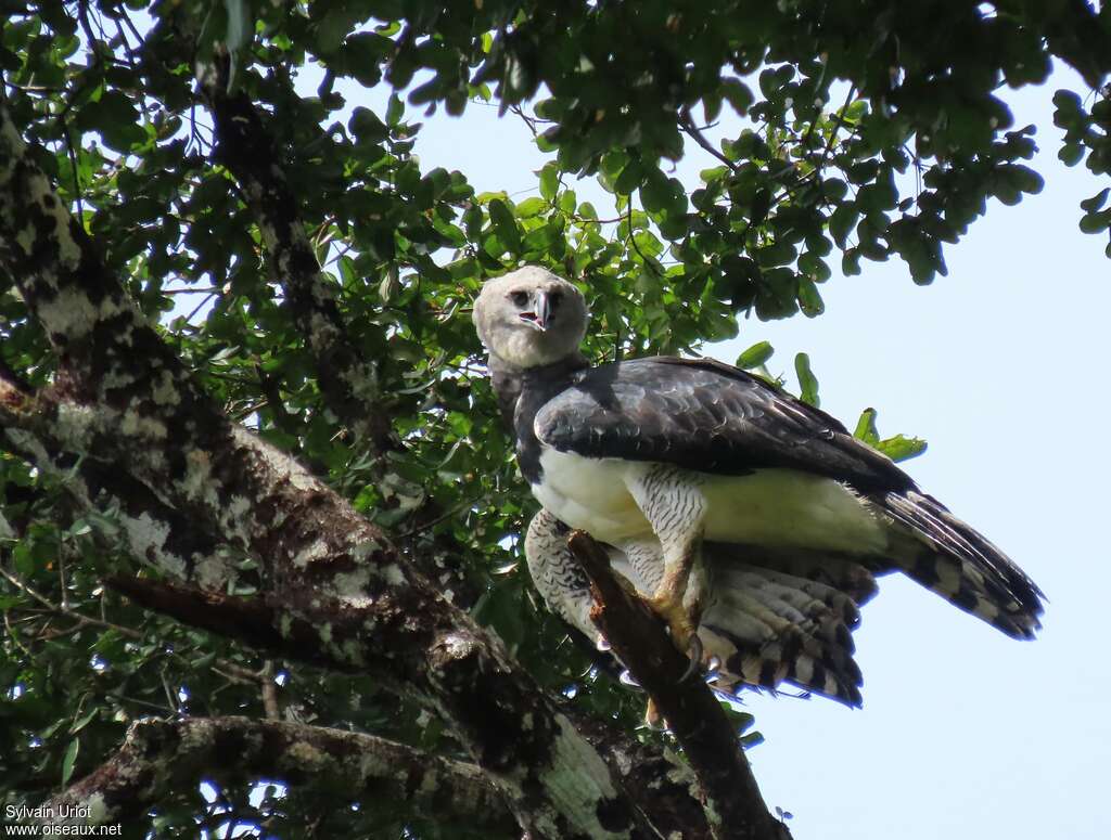 Harpie férocesubadulte, identification