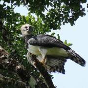 Harpy Eagle