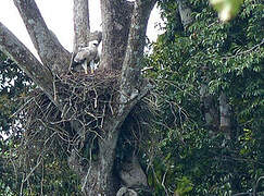 Harpy Eagle