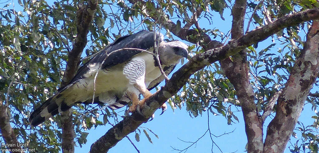 Harpie féroce femelle adulte, identification