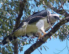 Harpy Eagle