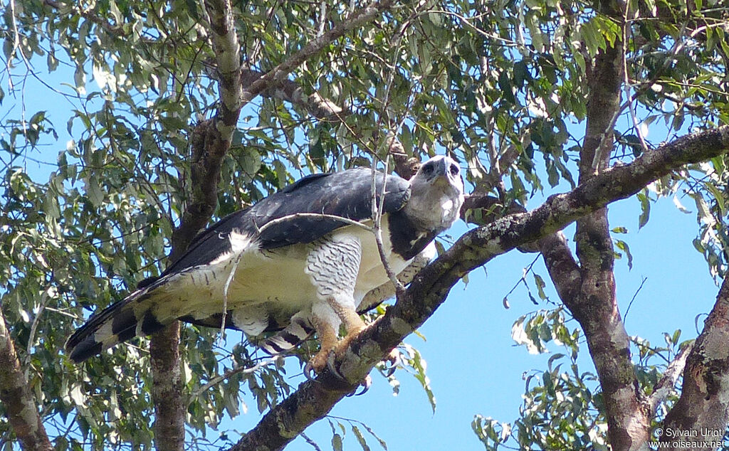 Harpy Eagle female adult