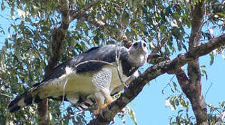 Harpy Eagle