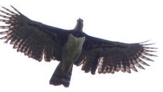 Harpy Eagle