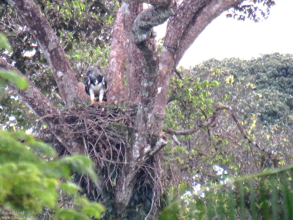 Harpy Eagle female adult, Reproduction-nesting