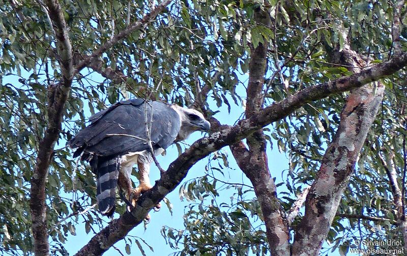 Harpy Eagle female adult