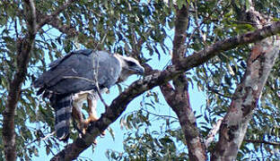 Harpy Eagle