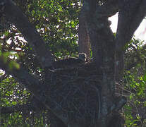 Harpy Eagle