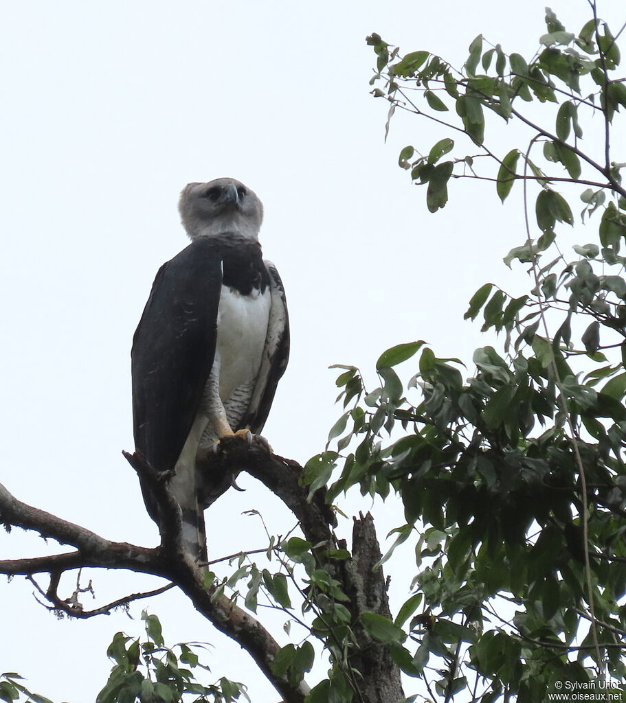 Harpy Eagle male adult