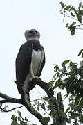 Harpy Eagle