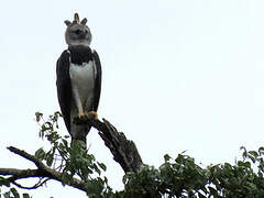 Harpy Eagle