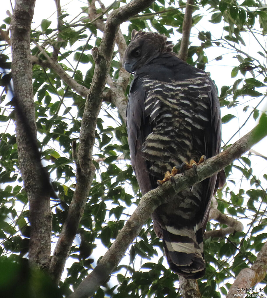 Crested Eagle female adult