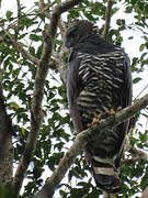 Crested Eagle