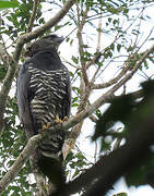 Crested Eagle