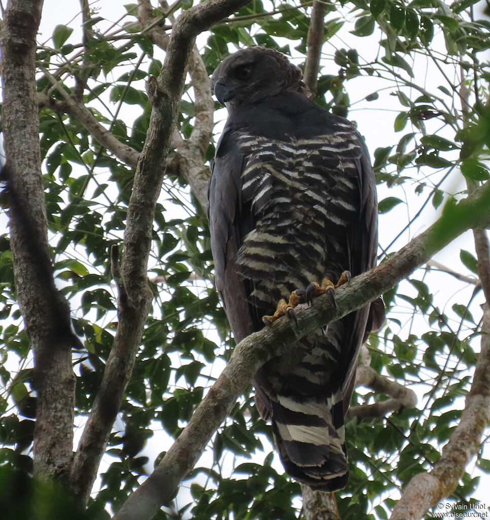 Crested Eagle female adult