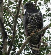 Crested Eagle